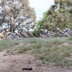 Vanellus miles (Masked Lapwing) at Horsham, VIC - 25 Oct 2024 by MB