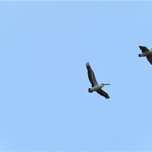 Pelecanus conspicillatus (Australian Pelican) at Horsham, VIC by MB