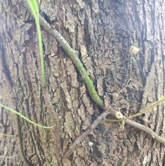 Zealandia pustulata (Kangaroo Fern) at Preston, TAS - 6 Nov 2024 by LyndalT