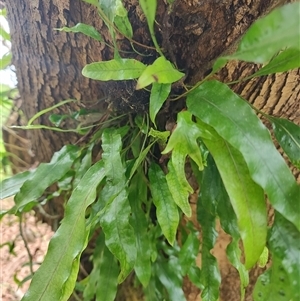 Zealandia pustulata at Preston, TAS - 6 Nov 2024