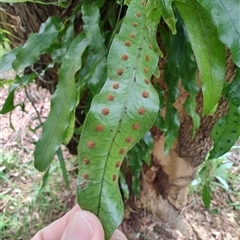 Zealandia pustulata at Preston, TAS - 6 Nov 2024