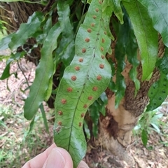 Zealandia pustulata at Preston, TAS - suppressed