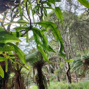 Zealandia pustulata at Preston, TAS - 6 Nov 2024