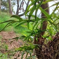 Zealandia pustulata at Preston, TAS - suppressed
