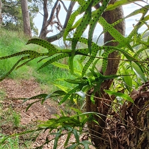 Zealandia pustulata at Preston, TAS - 6 Nov 2024