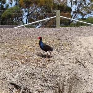 Porphyrio melanotus (Australasian Swamphen) at Horsham, VIC by MB