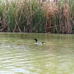 Chenonetta jubata (Australian Wood Duck) at Horsham, VIC - 25 Oct 2024 by MB