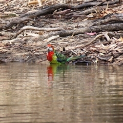 Platycercus eximius (Eastern Rosella) at Horsham, VIC - 25 Oct 2024 by MB