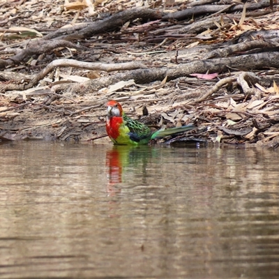 Platycercus eximius (Eastern Rosella) at Horsham, VIC - 25 Oct 2024 by MB