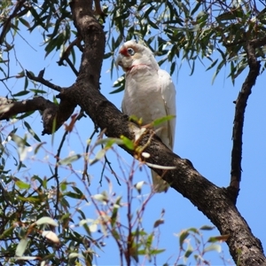 Cacatua tenuirostris at Horsham, VIC - 25 Oct 2024