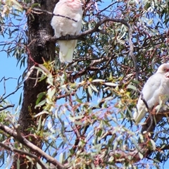 Cacatua tenuirostris at Horsham, VIC - 25 Oct 2024