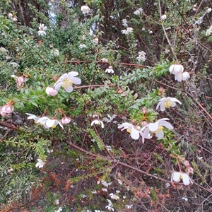 Bauera rubioides (Wiry Bauera) at Erriba, TAS by LyndalT