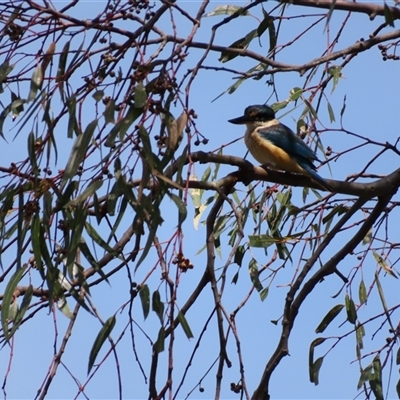 Todiramphus sanctus (Sacred Kingfisher) at Horsham, VIC - 25 Oct 2024 by MB