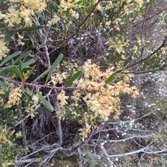 Acacia mucronata at Erriba, TAS - 5 Nov 2024 by LyndalT