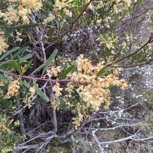 Acacia mucronata at Erriba, TAS - 6 Nov 2024