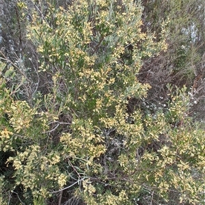 Acacia mucronata at Erriba, TAS - 6 Nov 2024