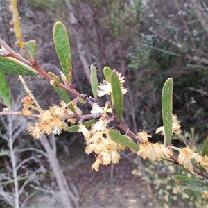 Acacia mucronata at Erriba, TAS - 6 Nov 2024