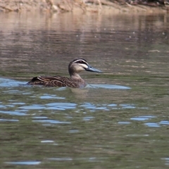 Anas superciliosa (Pacific Black Duck) at Horsham, VIC - 25 Oct 2024 by MB