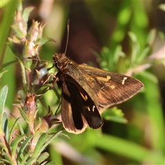 Dispar compacta (Barred Skipper) at Moruya, NSW - 6 Nov 2024 by LisaH