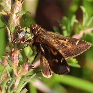 Dispar compacta at Moruya, NSW - suppressed