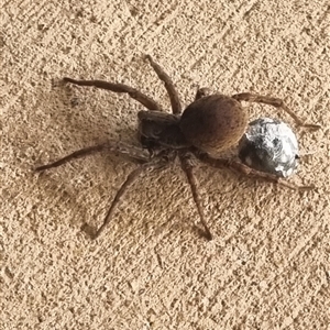 Portacosa cinerea (Grey wolf spider) at Coombs, ACT by MelonMango