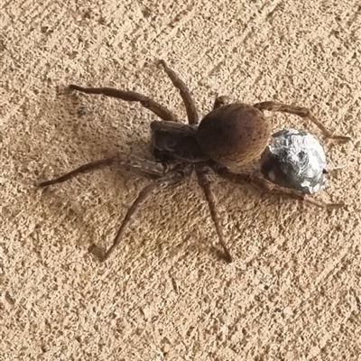 Portacosa cinerea (Grey wolf spider) at Coombs, ACT - 3 Nov 2024 by MelonMango