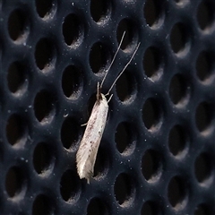 Opogona stenocraspeda (Tineidae) at Turner, ACT - 5 Nov 2024 by ConBoekel