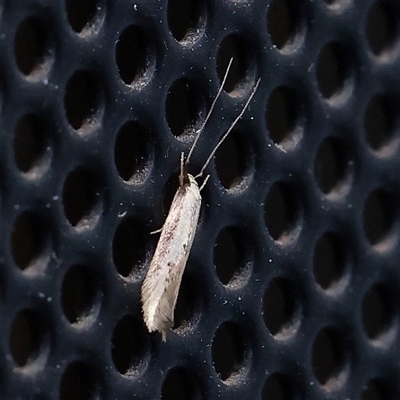 Opogona stenocraspeda (Tineidae) at Turner, ACT - 5 Nov 2024 by ConBoekel