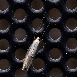 Opogona stenocraspeda at Turner, ACT - 5 Nov 2024 08:30 PM