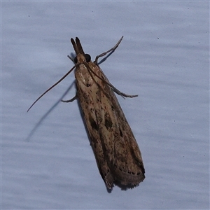 Unidentified Moth (Lepidoptera) at Turner, ACT by ConBoekel