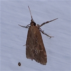 Uresiphita ornithopteralis (Tree Lucerne Moth) at Turner, ACT - 5 Nov 2024 by ConBoekel