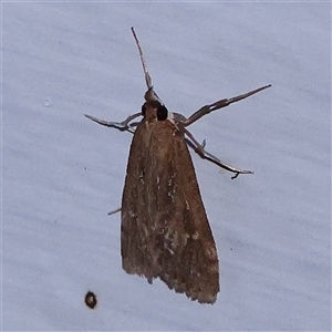 Uresiphita ornithopteralis (Tree Lucerne Moth) at Turner, ACT by ConBoekel