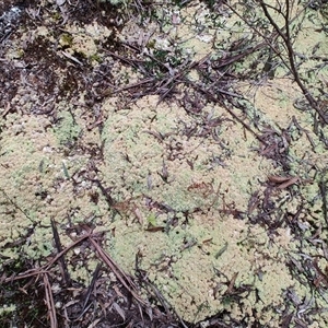 Unidentified Fern or Clubmoss at Erriba, TAS by LyndalT