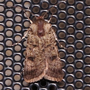 Agrotis porphyricollis (Variable Cutworm) at Turner, ACT by ConBoekel