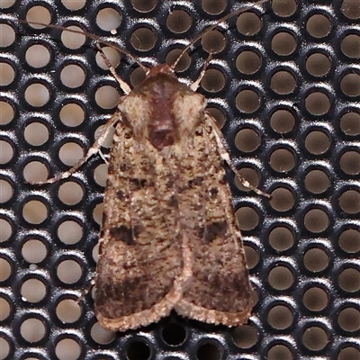 Agrotis porphyricollis (Variable Cutworm) at Turner, ACT - 5 Nov 2024 by ConBoekel