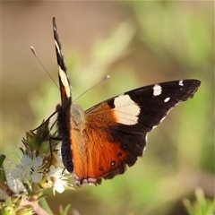 Vanessa itea (Yellow Admiral) at Moruya, NSW - 5 Nov 2024 by LisaH