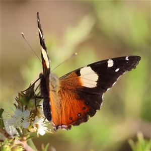 Vanessa itea (Yellow Admiral) at Moruya, NSW by LisaH