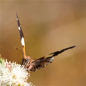 Vanessa itea at Moruya, NSW - suppressed