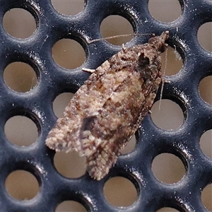 Unidentified Moth (Lepidoptera) at Turner, ACT by ConBoekel