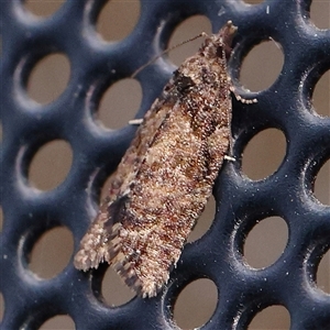 Asthenoptycha sphaltica and nearby species at Turner, ACT - 5 Nov 2024 08:34 PM