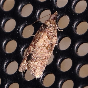 Asthenoptycha sphaltica and nearby species at Turner, ACT - 5 Nov 2024 08:34 PM