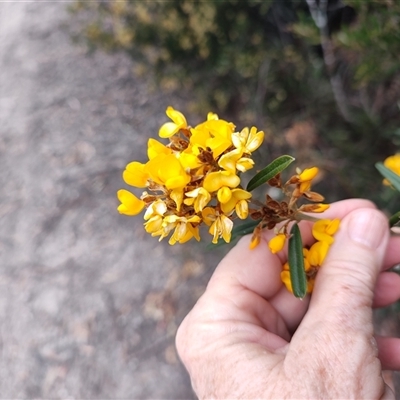 Oxylobium arborescens at Erriba, TAS - 5 Nov 2024 by LyndalT