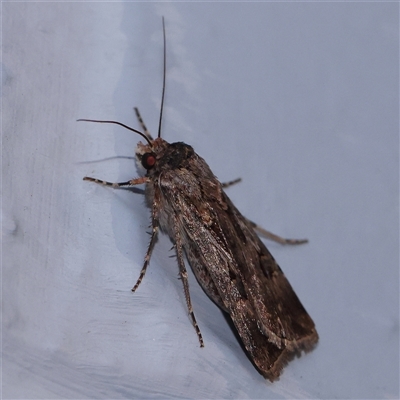 Agrotis munda (Brown Cutworm) at Turner, ACT - 5 Nov 2024 by ConBoekel