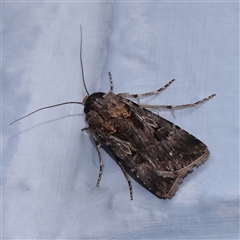 Agrotis munda at Turner, ACT - 5 Nov 2024