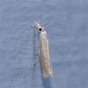 Culladia cuneiferellus (Crambinae moth) at Turner, ACT by ConBoekel