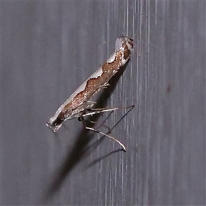 Dialectica scalariella (Echium Leaf Miner) at Turner, ACT by ConBoekel