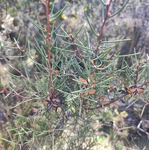 Hakea microcarpa (Small-fruit Hakea) at Moina, TAS by LyndalT