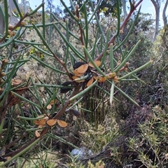 Hakea microcarpa at Moina, TAS - 6 Nov 2024