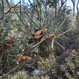 Hakea microcarpa at Moina, TAS - 6 Nov 2024 11:07 AM