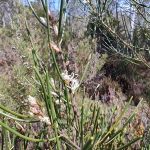 Hakea microcarpa at Moina, TAS - 6 Nov 2024 11:07 AM